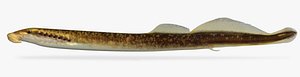 3D model lampetra aepyptera brook lamprey