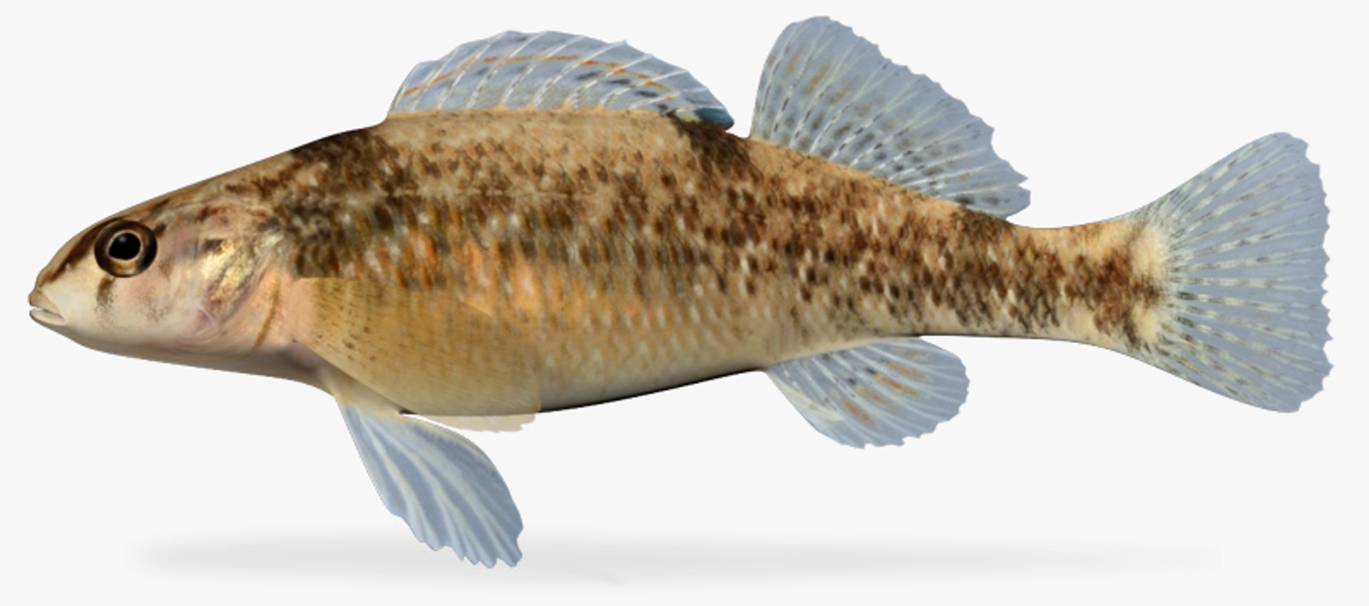 3d Etheostoma Caeruleum Rainbow Darter Model