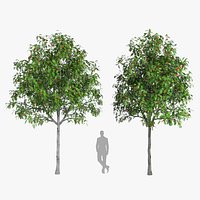 Rowan 6m sorbus aucuparia