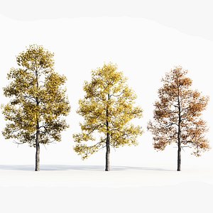 3D Acer buergerianum c