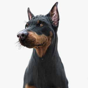 3D model Dobermann XGEN RIGGED