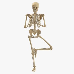 Real Human Female Skeleton Pose 115(1) 3D model