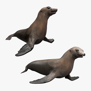 California Sea Lion Animated Rigged for Maya Collection 3D