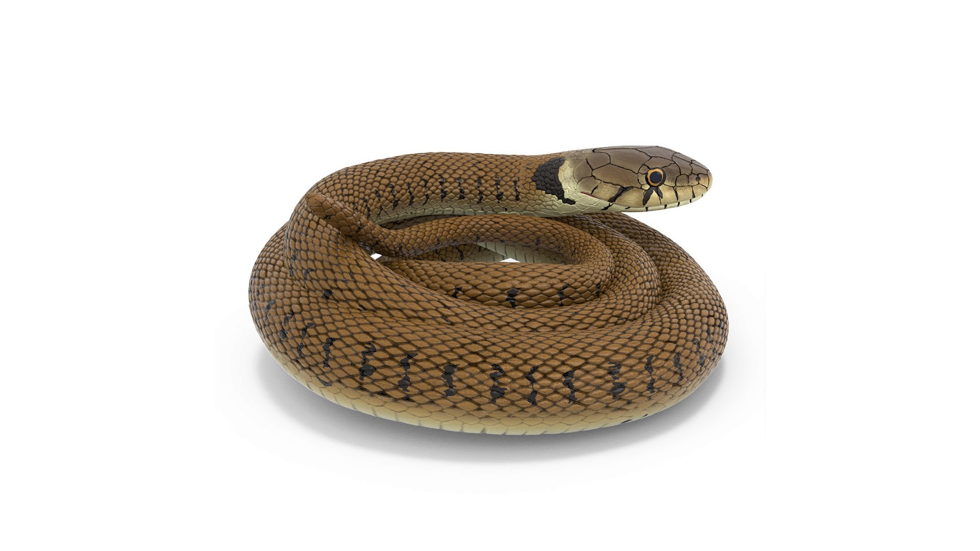 Grass Snake Brown Rigged 3D model preview