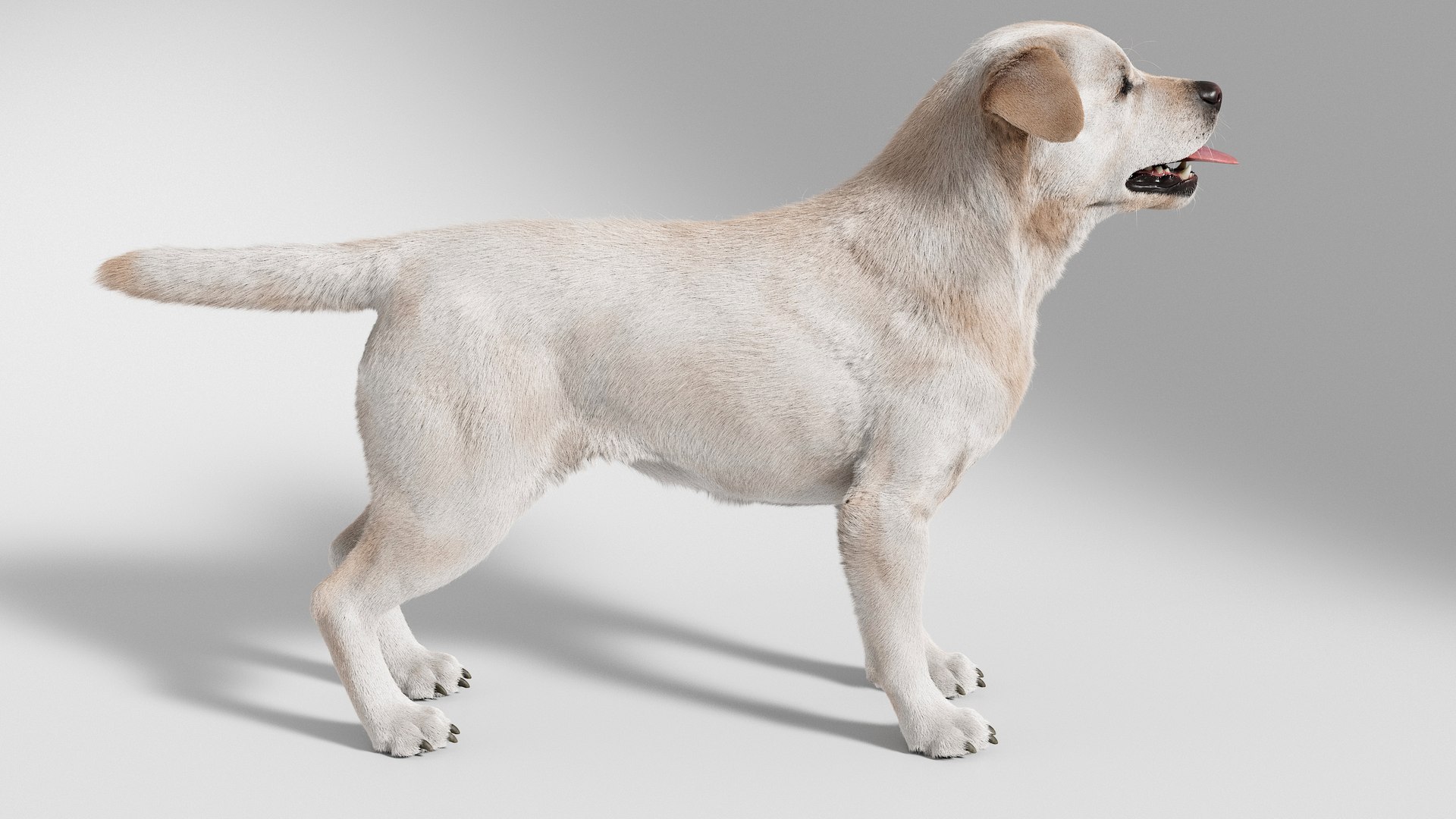 Dog Retriever No Rig 3D - TurboSquid 2297448
