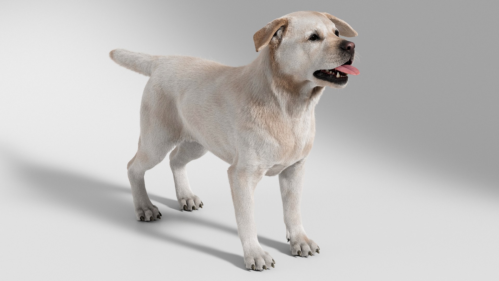 Dog Retriever No Rig 3D - TurboSquid 2297448