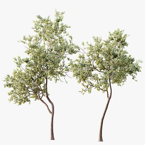 AV Plants Armeniaca Vulgaris Prunus Version02 3D model