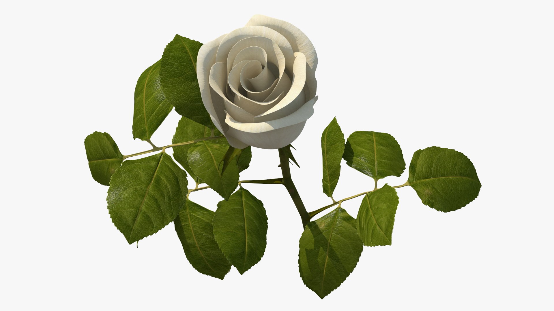 3D Single Rose Stem with Leaves model https://p.turbosquid.com/ts-thumb/nb/jQGXV4/8J/single_rose_stem_with_leaves_012/jpg/1742007590/1920x1080/fit_q87/2335e5b9faddbfca5c6c208b902548d8f622de1e/single_rose_stem_with_leaves_012.jpg