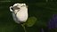 Haste de rosa simples com folhas