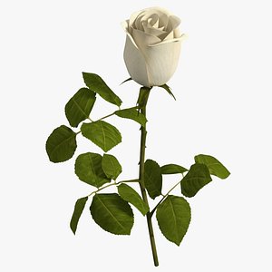 Single Rose Stem with Leaves