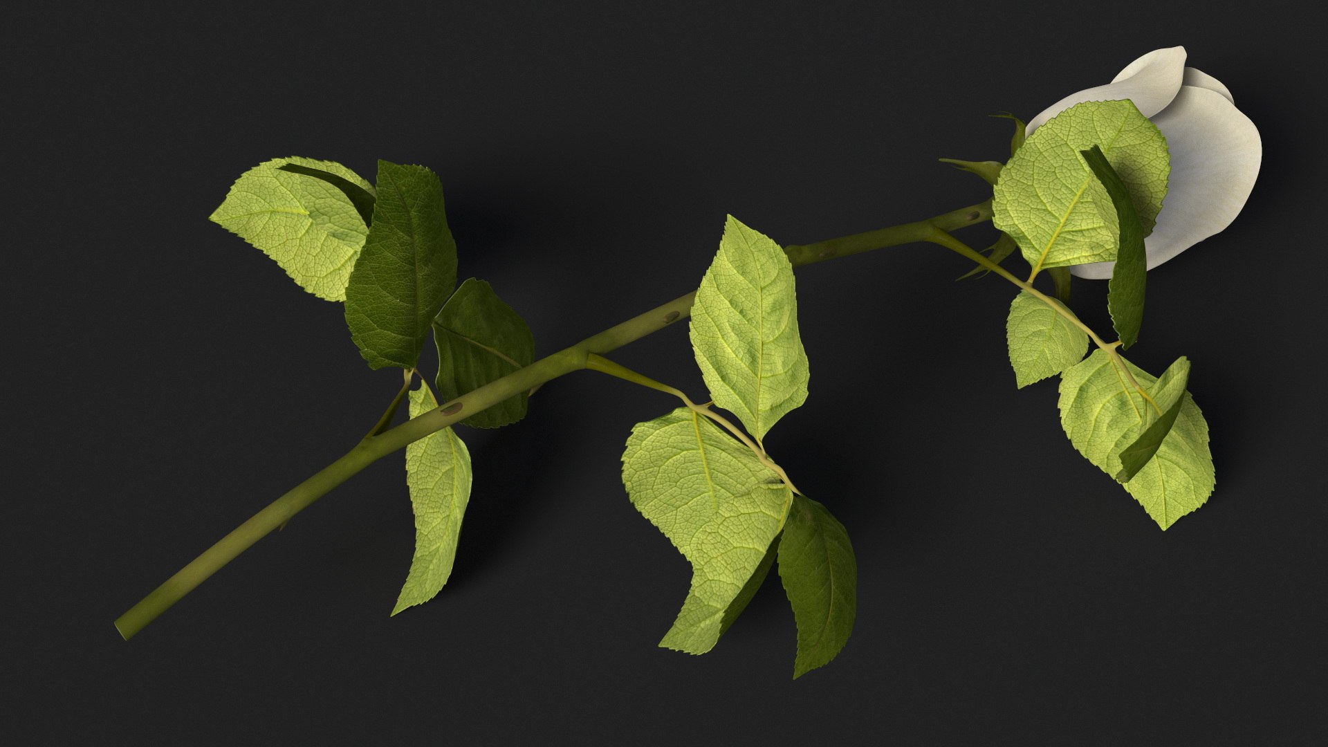 3D Single Rose Stem with Leaves model https://p.turbosquid.com/ts-thumb/nb/jQGXV4/aJ/single_rose_stem_with_leaves_008/jpg/1742007578/1920x1080/fit_q87/46897c37577ac906cb1e5fbc070a7e307950fee4/single_rose_stem_with_leaves_008.jpg