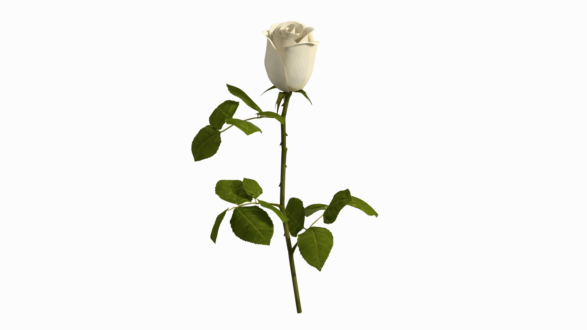 3D Single Rose Stem with Leaves model https://p.turbosquid.com/ts-thumb/nb/jQGXV4/l7/single_rose_stem_with_leaves_360/jpg/1742007408/1920x1080/turn_fit_q99/f71b3dc6043d1d2dae2c4b21fb33c8f2f6737b3d/single_rose_stem_with_leaves_360-1.jpg