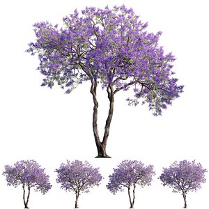Jacaranda mimosifolia - Blue jacaranda 01