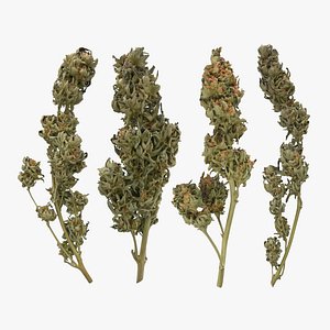 Cannabis Branch Collection 3D model