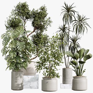 3D AV Indoor Plants Set 408 Banana Ficus Swiss Cheese olive Lemon model