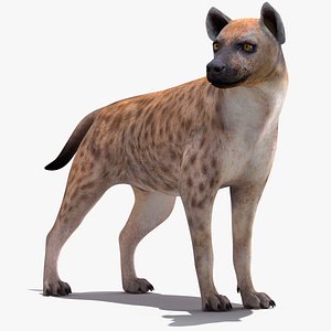 3D model rigged hyena