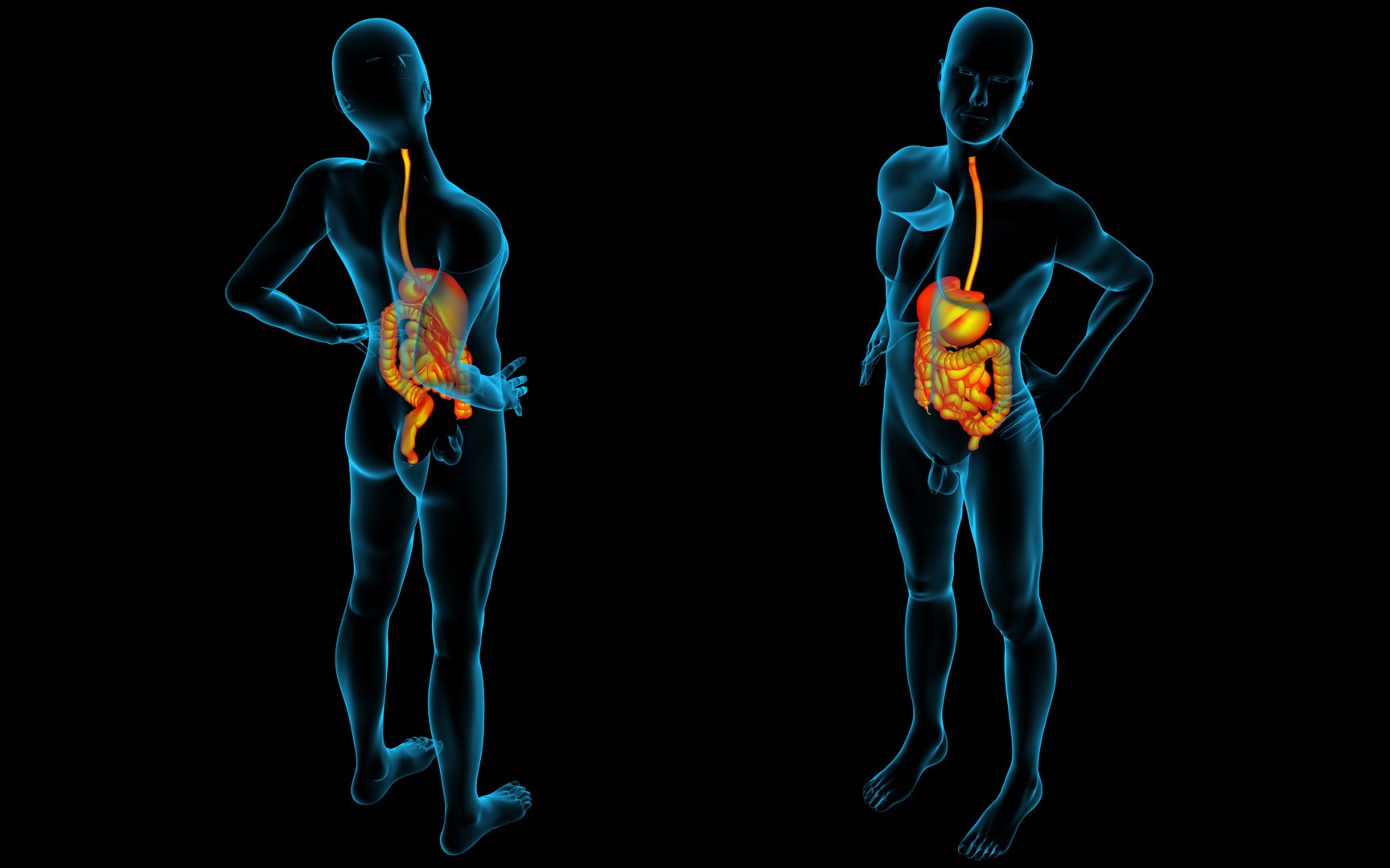 Digestive X-Ray 3D Model - TurboSquid 1988649