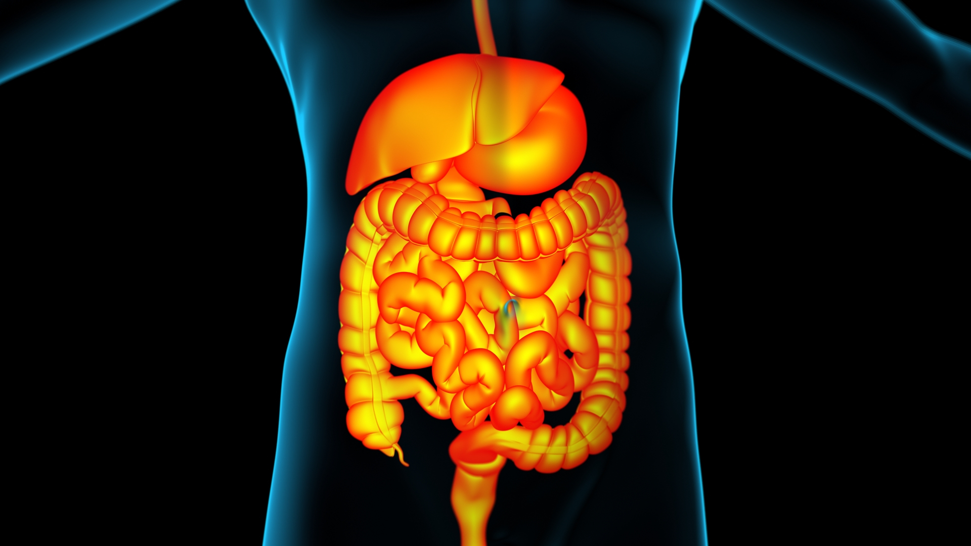Digestive X-Ray 3D Model - TurboSquid 1988649