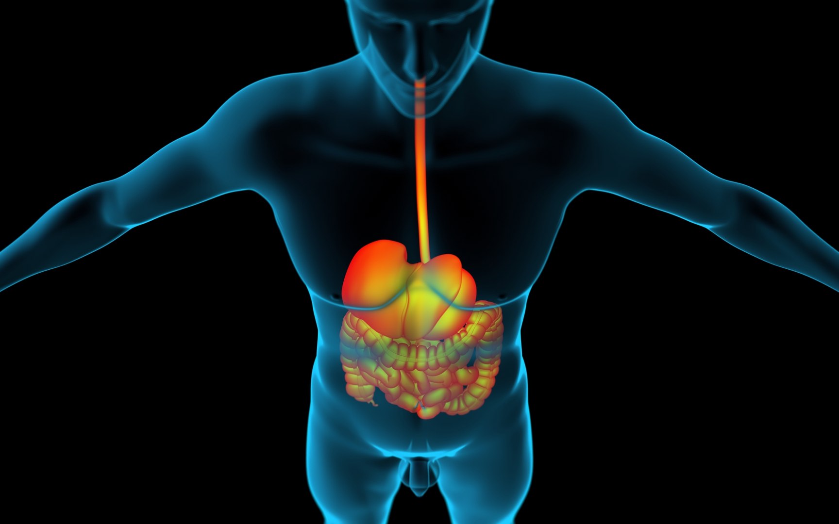 Digestive X-Ray 3D Model - TurboSquid 1988649