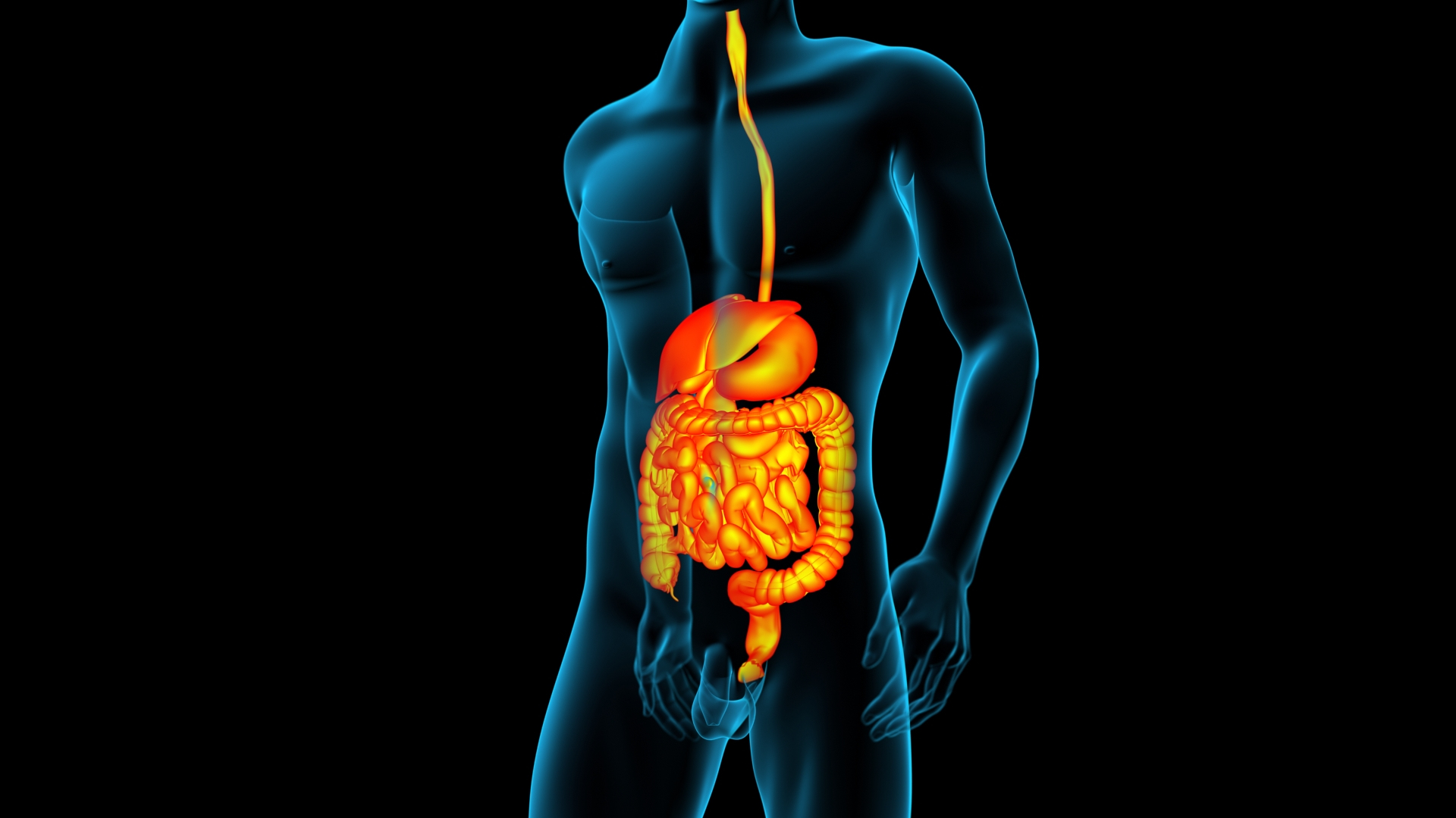 Digestive X-Ray 3D Model - TurboSquid 1988649