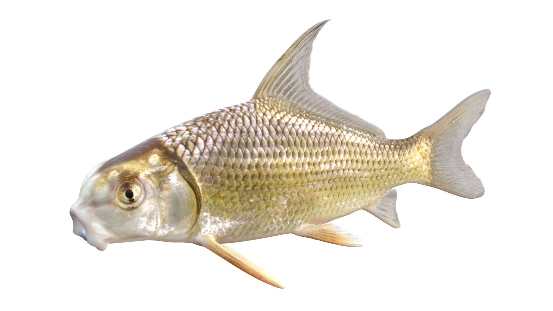 3D 50 Fish Sea Creatures Collection https://p.turbosquid.com/ts-thumb/nb/zauS1y/gE/1/jpg/1767864238/1920x1080/fit_q87/5e41a317bae625ca8fe564d4ae106fe54a48316f/1.jpg