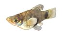 Southern Platyfish