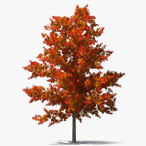 Autumn Oak Tree 3D