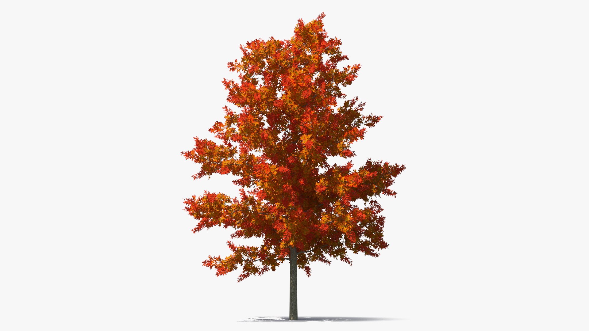 Autumn Oak Tree 3D model preview