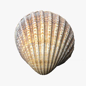 8K Clam Shell 3D model