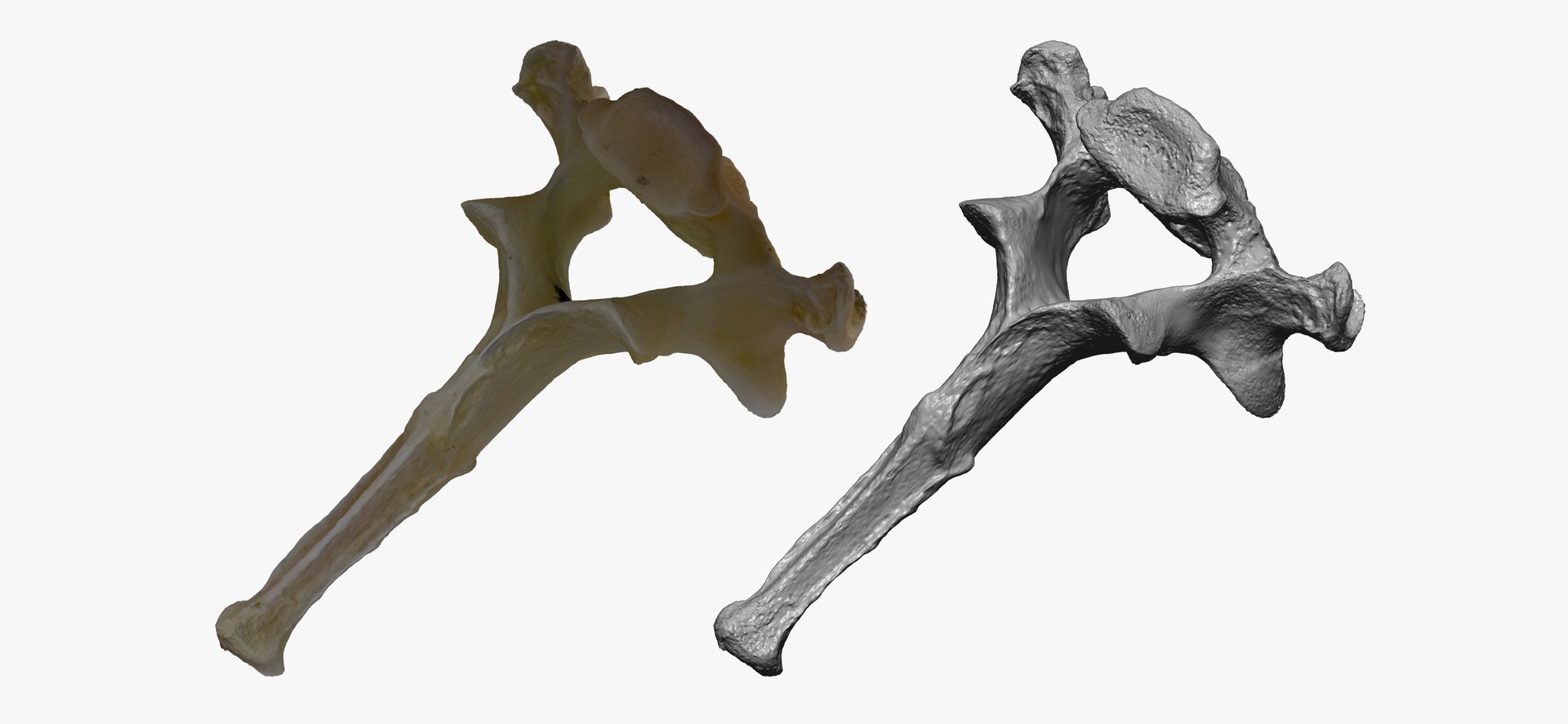 3D Domestic Cat Thoracic Vertebrae TH1 RAW Scan model https://p.turbosquid.com/ts-thumb/nc/6ejkzH/9c/domestic_cat_thoracic_vertebrae_th1_raw_thumbnail_03/jpg/1698157465/1920x1080/fit_q87/3110c07a0bc1c5cf0acd2c44d6dd5cb045b8cea8/domestic_cat_thoracic_vertebrae_th1_raw_thumbnail_03.jpg