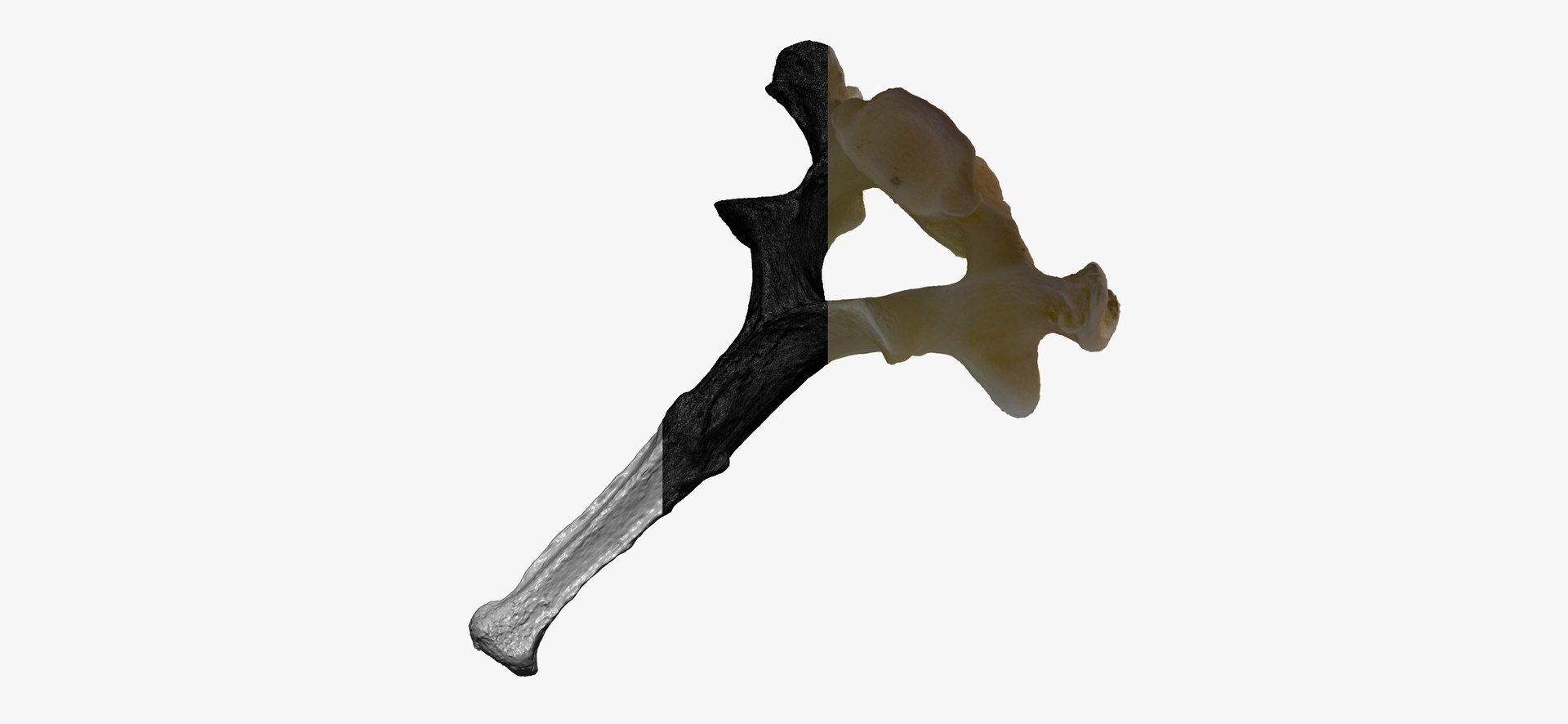 3D Domestic Cat Thoracic Vertebrae TH1 RAW Scan model https://p.turbosquid.com/ts-thumb/nc/6ejkzH/b6/domestic_cat_thoracic_vertebrae_th1_raw_thumbnail_06/jpg/1698157480/1920x1080/fit_q87/00401dbb53848cf7a66eda3d1b286df07da9fd8d/domestic_cat_thoracic_vertebrae_th1_raw_thumbnail_06.jpg