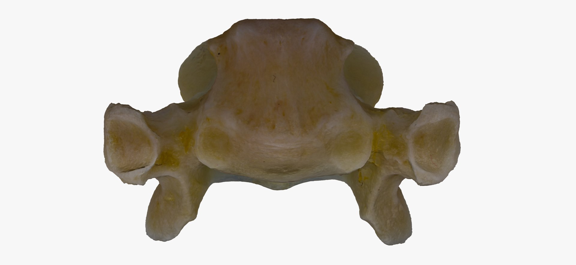 3D Domestic Cat Thoracic Vertebrae TH1 RAW Scan model https://p.turbosquid.com/ts-thumb/nc/6ejkzH/ii/domestic_cat_thoracic_vertebrae_th1_raw_thumbnail_07/jpg/1698157483/1920x1080/fit_q87/51e4d823ed2fed4dbecaebbc37a1d7de8c3cdcad/domestic_cat_thoracic_vertebrae_th1_raw_thumbnail_07.jpg