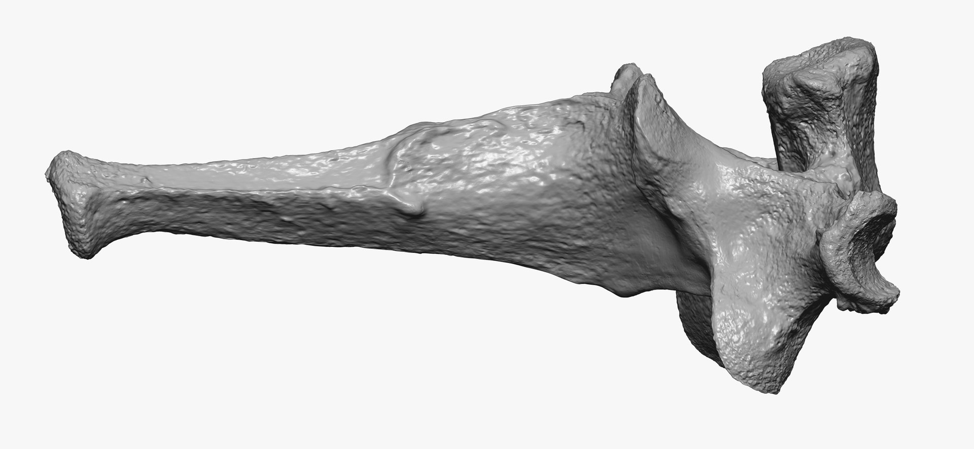 3D Domestic Cat Thoracic Vertebrae TH1 RAW Scan model https://p.turbosquid.com/ts-thumb/nc/6ejkzH/jk/domestic_cat_thoracic_vertebrae_th1_raw_thumbnail_05/jpg/1698157475/1920x1080/fit_q87/8fc3df41120cf0d3eebc65f76c6a26d56499b9f5/domestic_cat_thoracic_vertebrae_th1_raw_thumbnail_05.jpg