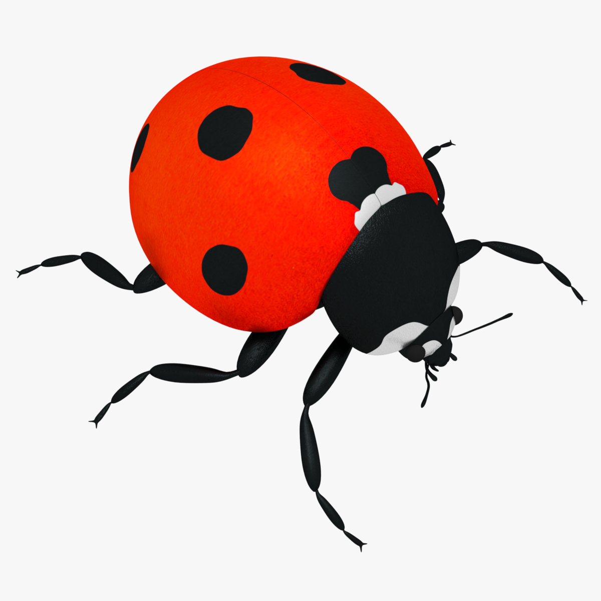 Ladybug 3D model - TurboSquid 1214546