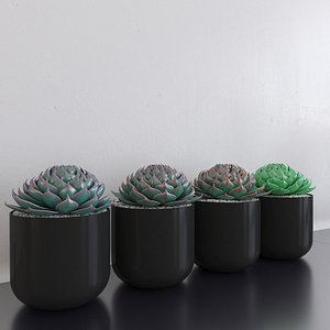 3d model succulent interior