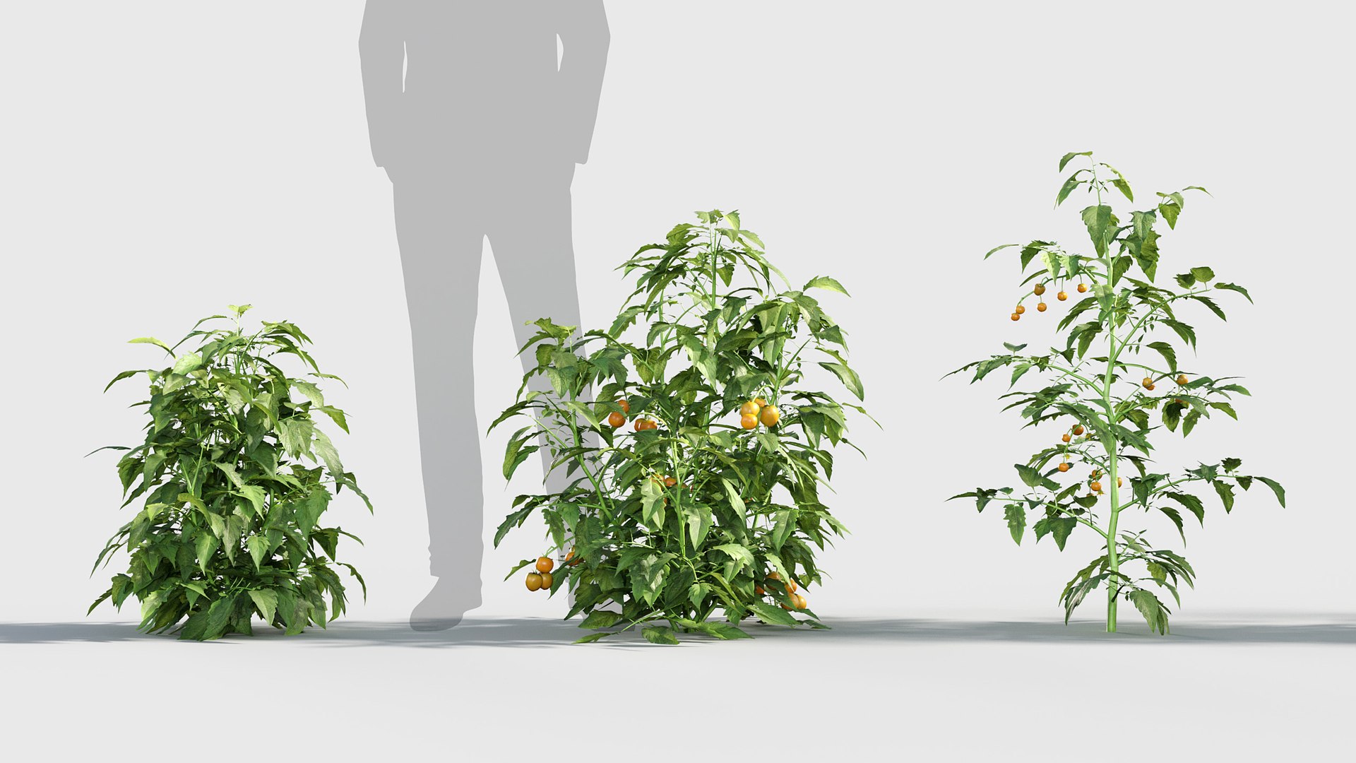 3D Solanum lycopersicum - Tomato 3D model https://p.turbosquid.com/ts-thumb/nc/kPI6rT/3g/gd_v19_solanum_lycopersicum_02/jpg/1787643912/1920x1080/fit_q87/c37b4e0dd6f56f28823475f0e3d5fd1761367d01/gd_v19_solanum_lycopersicum_02.jpg
