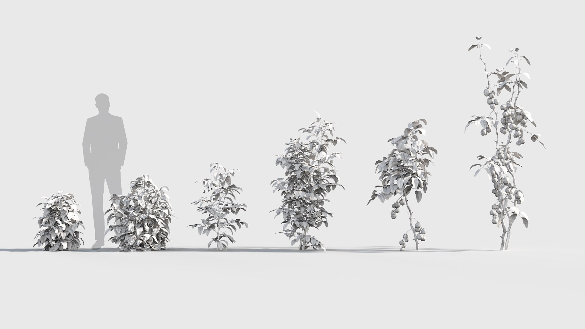 3D Solanum lycopersicum - Tomato 3D model https://p.turbosquid.com/ts-thumb/nc/kPI6rT/At/gd_v19_solanum_lycopersicum_05/jpg/1787643931/1920x1080/fit_q87/3fc186e9b2480a2ef756233114272b7262cb826d/gd_v19_solanum_lycopersicum_05.jpg