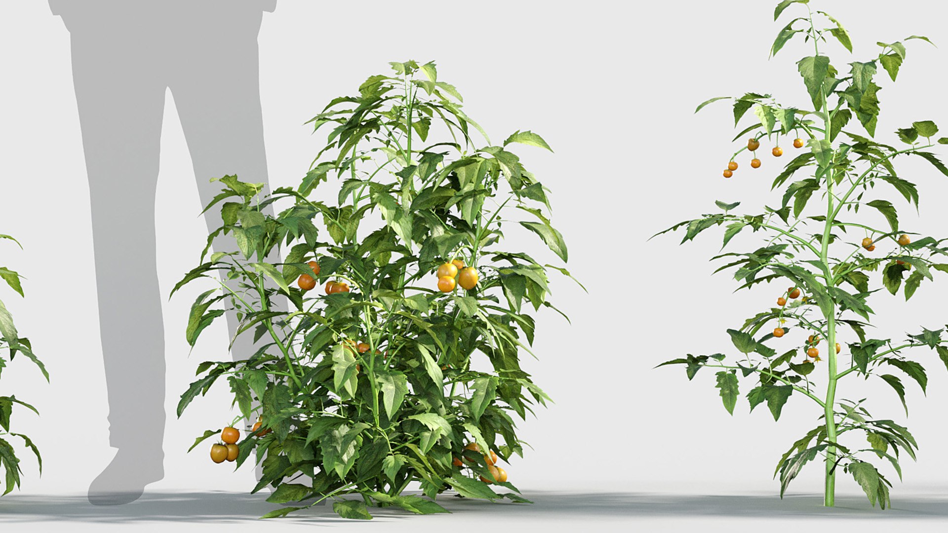 3D Solanum lycopersicum - Tomato 3D model https://p.turbosquid.com/ts-thumb/nc/kPI6rT/EQ/gd_v19_solanum_lycopersicum_06/jpg/1787643951/1920x1080/fit_q87/0a41b62be38fc5abe2f8965e8e71639759037f8a/gd_v19_solanum_lycopersicum_06.jpg