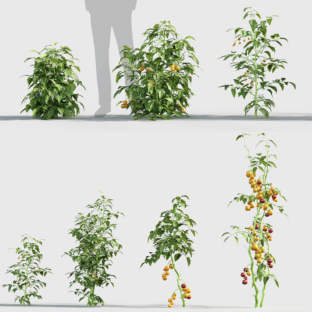 3D Solanum lycopersicum - Tomato 3D model https://p.turbosquid.com/ts-thumb/nc/kPI6rT/Iq/gd_v19_solanum_lycopersicum_tb/jpg/1787643910/1920x1080/fit_q87/bf7b9e550cc417346bcd397dd36bf9f26f4be328/gd_v19_solanum_lycopersicum_tb.jpg