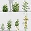 Solanum lycopersicum - Tomato 3D model