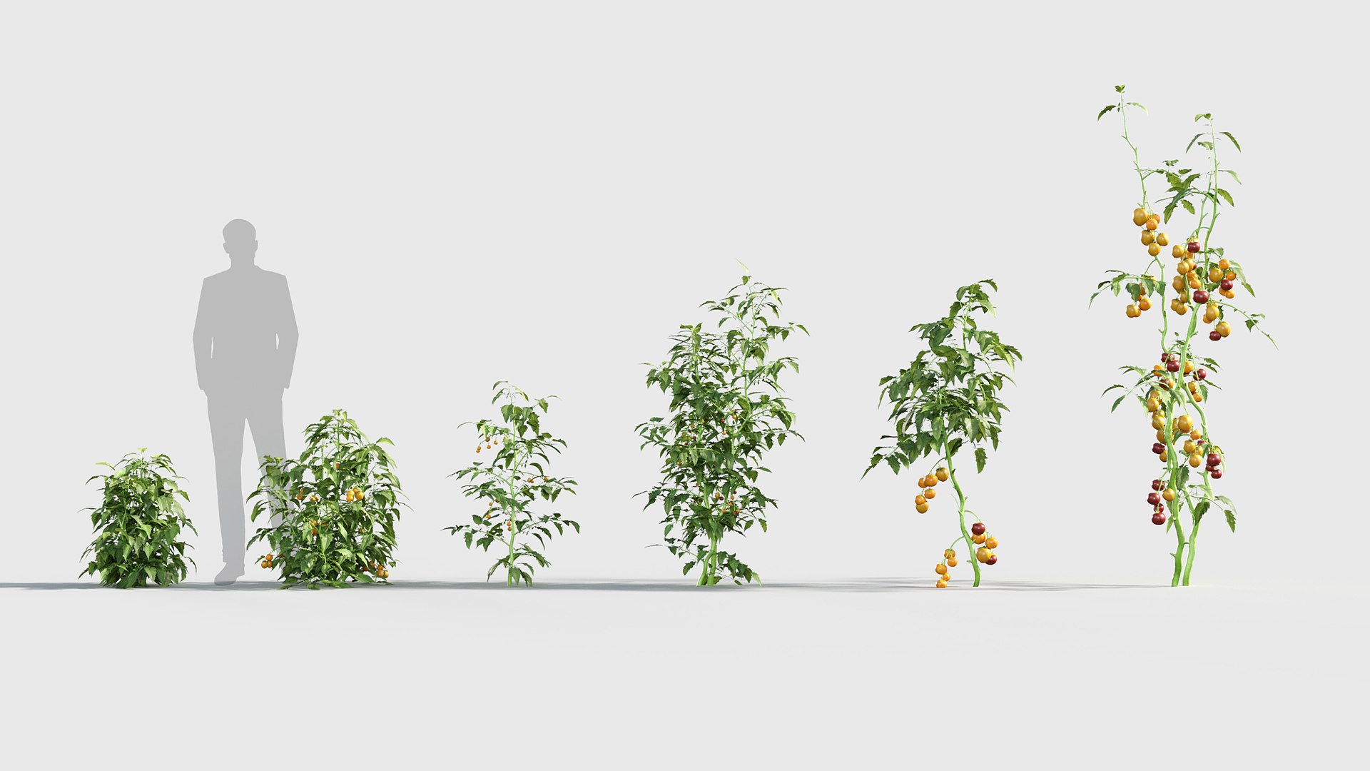 3D Solanum lycopersicum - Tomato 3D model https://p.turbosquid.com/ts-thumb/nc/kPI6rT/Y1/gd_v19_solanum_lycopersicum_01/jpg/1787643911/1920x1080/fit_q87/48eb2d18967455f97d6e015b71994c2945d22082/gd_v19_solanum_lycopersicum_01.jpg