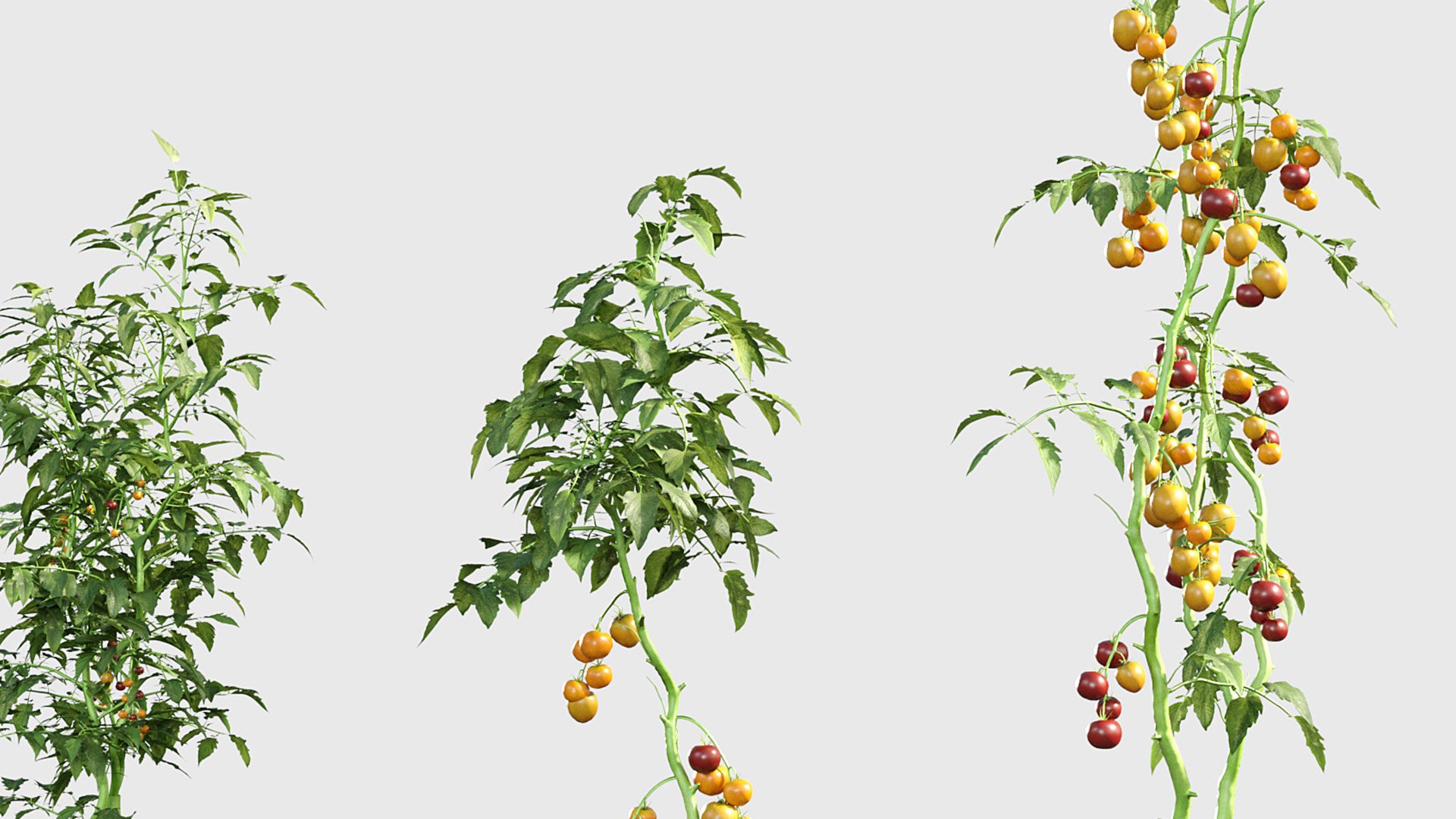 3D Solanum lycopersicum - Tomato 3D model https://p.turbosquid.com/ts-thumb/nc/kPI6rT/Yo/gd_v19_solanum_lycopersicum_07/jpg/1787643909/1920x1080/fit_q87/453e1a4d12b1dff44ee39d41fd12cc30064f69f4/gd_v19_solanum_lycopersicum_07.jpg