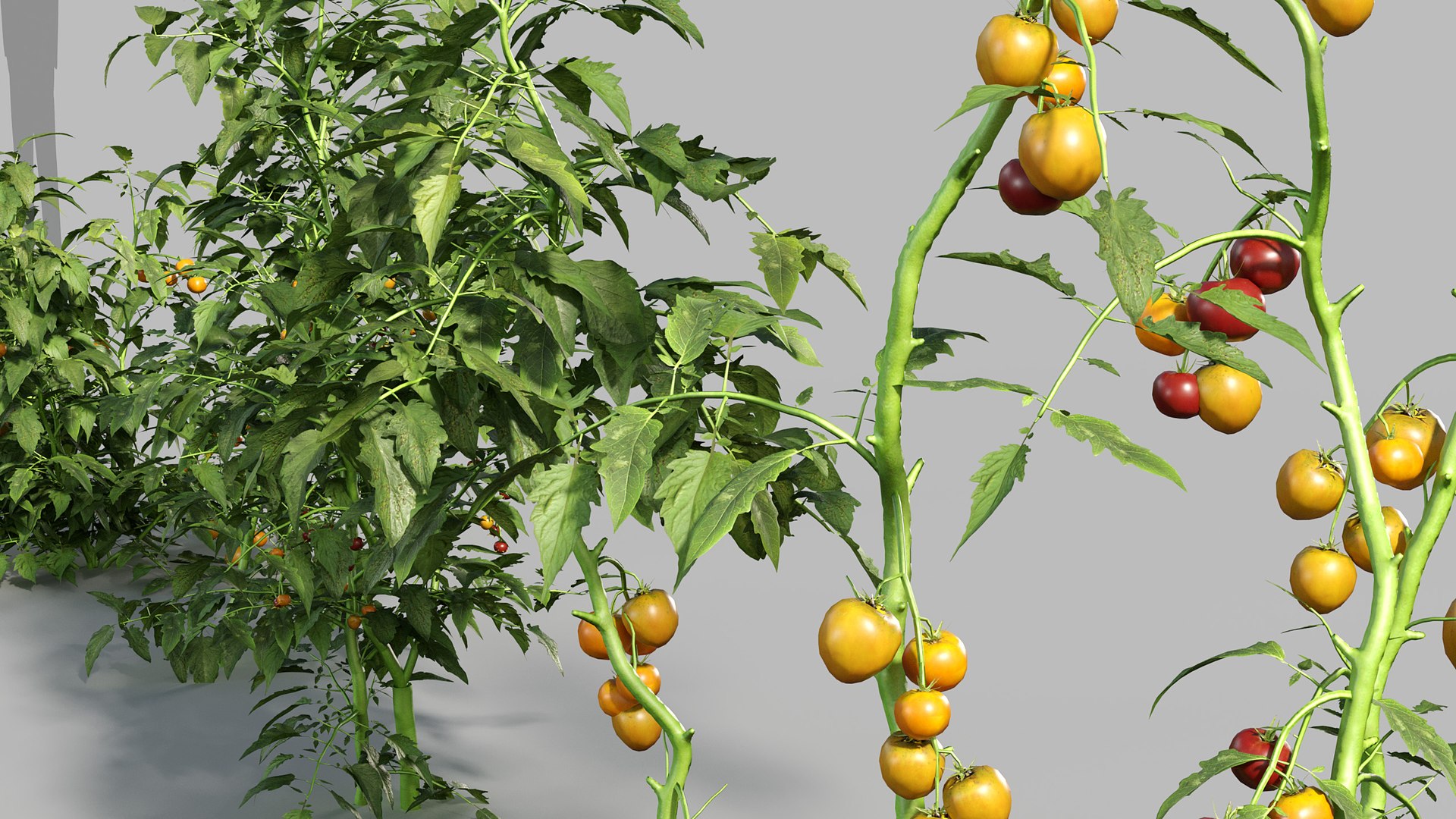 3D Solanum lycopersicum - Tomato 3D model https://p.turbosquid.com/ts-thumb/nc/kPI6rT/fj/gd_v19_solanum_lycopersicum_04/jpg/1787643930/1920x1080/fit_q87/523eda97230c32ab52ae20bc41435b2f2084c651/gd_v19_solanum_lycopersicum_04.jpg
