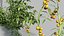 Solanum lycopersicum - Tomato 3D model