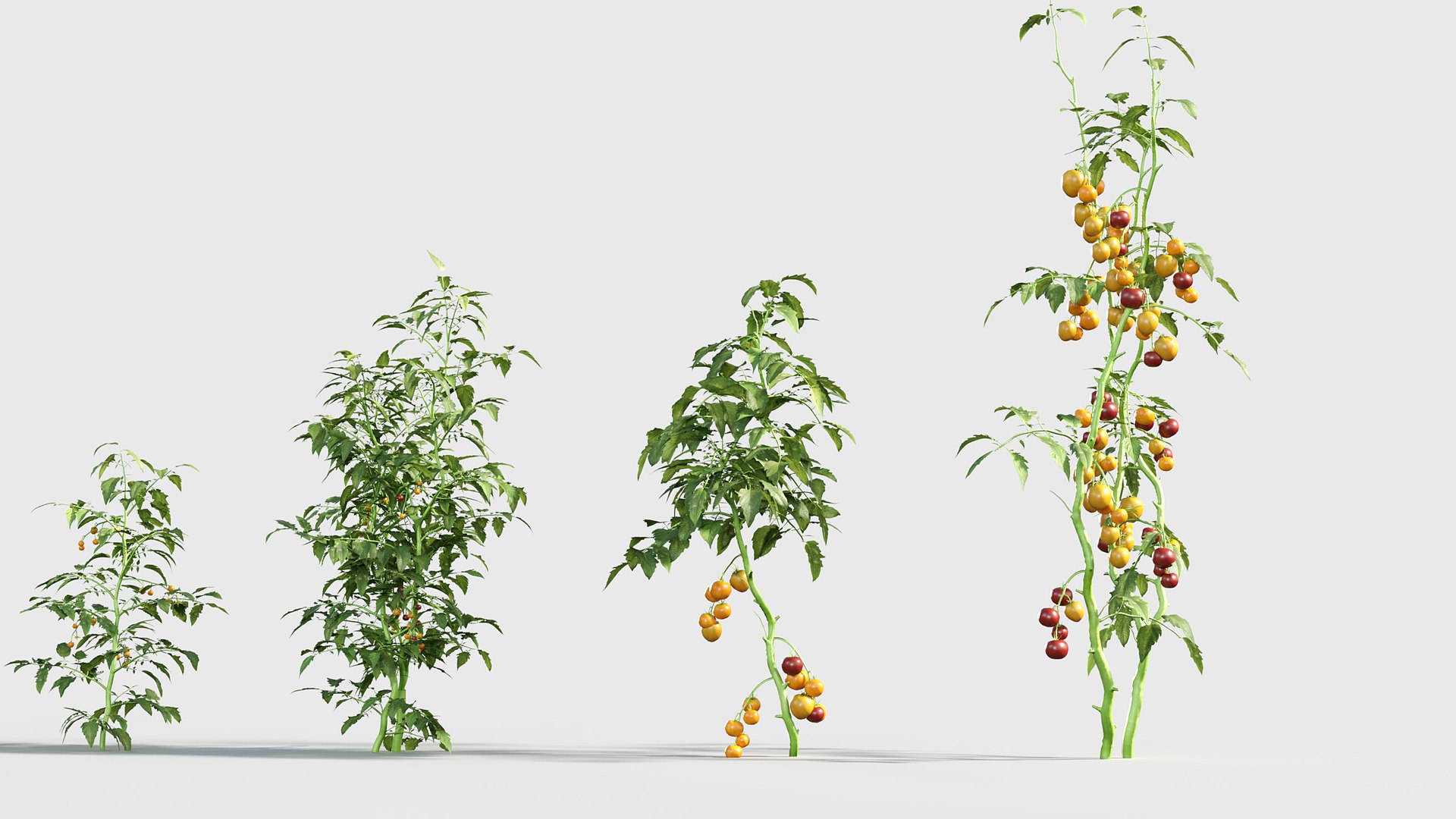 3D Solanum lycopersicum - Tomato 3D model https://p.turbosquid.com/ts-thumb/nc/kPI6rT/pM/gd_v19_solanum_lycopersicum_03/jpg/1787643914/1920x1080/fit_q87/8e5d7475081981f94c03c3be1234a3d3c6768d82/gd_v19_solanum_lycopersicum_03.jpg