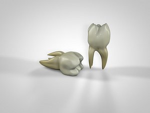 tooth 3D model