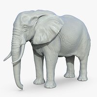 African Elephant