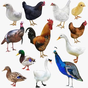 Farm Birds 12 in 1 Colleciton