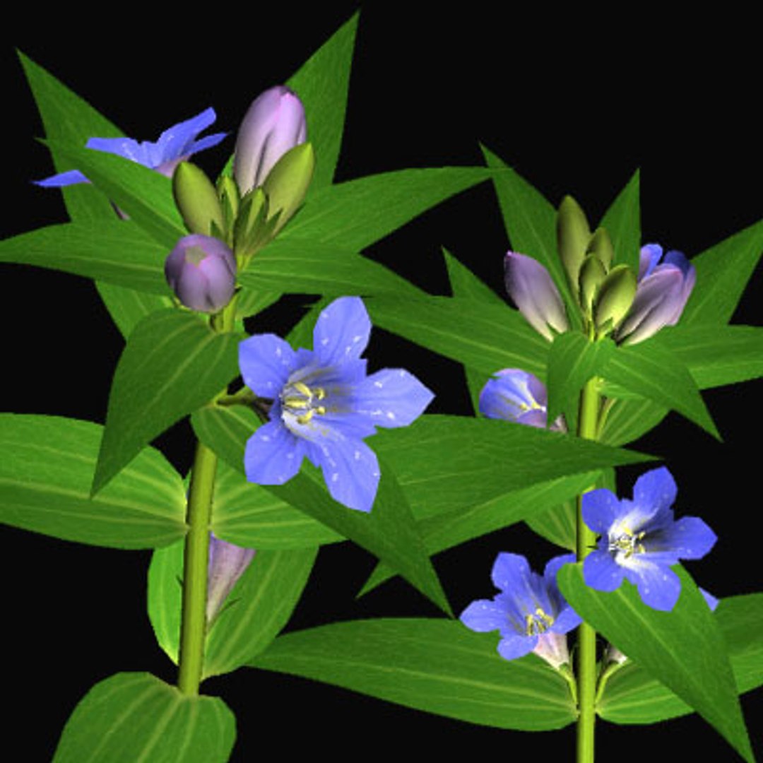 3ds Max Gentian Rindou