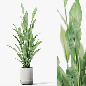 3D model Plants collection 1081